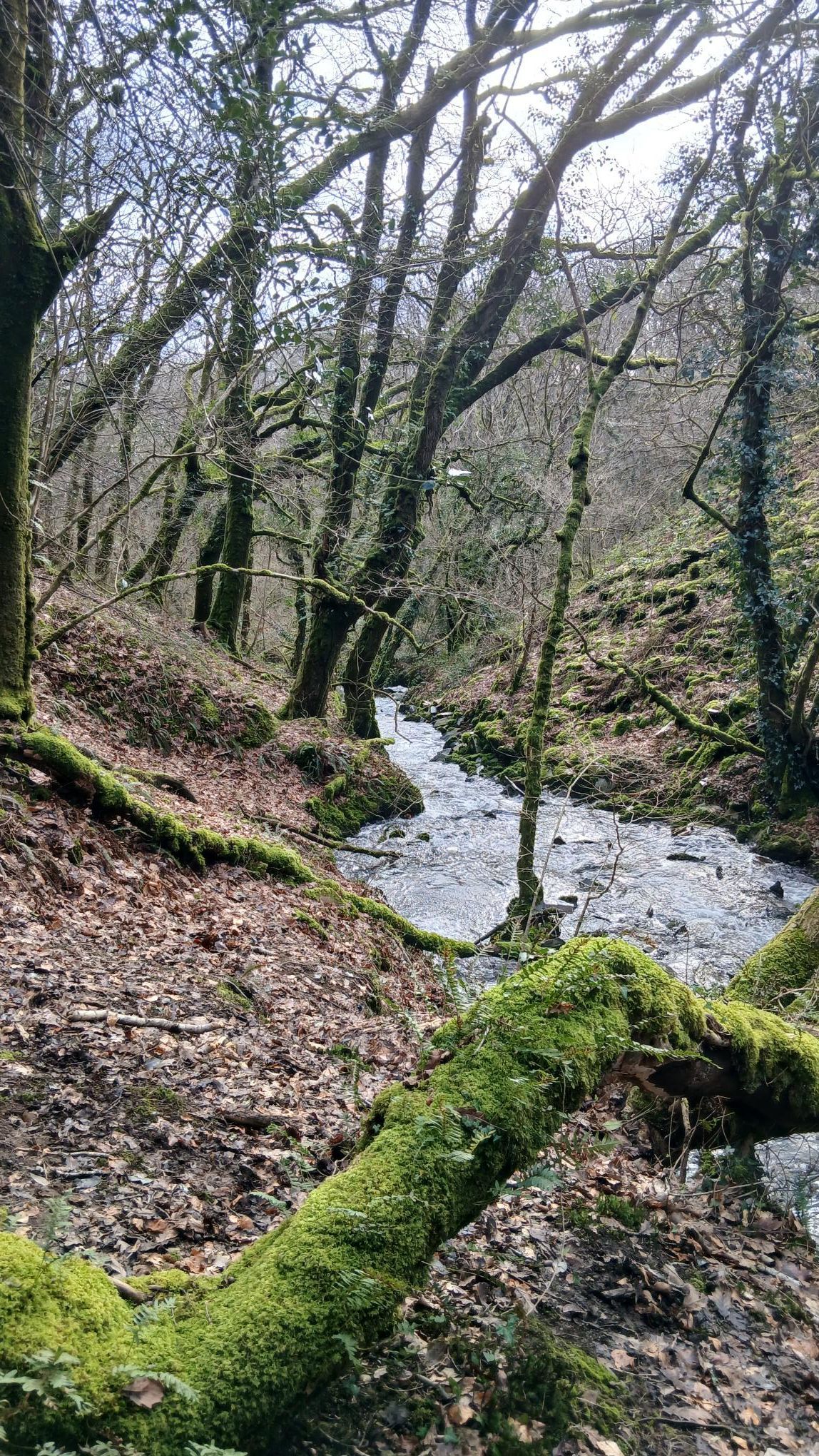 stream - Llandilo